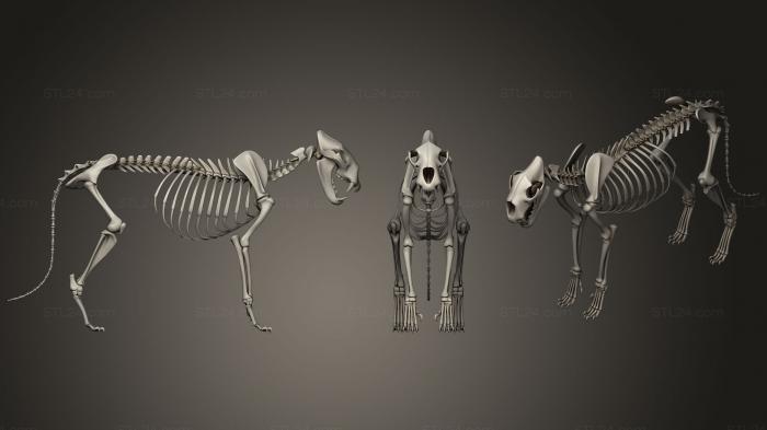 Анатомия скелеты и черепа (Скелет льва, ANTM_0757) 3D модель для ЧПУ станка